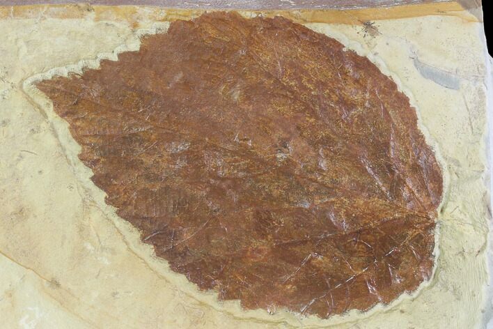 Fossil Leaf (Beringiaphyllum) - Montana #95307